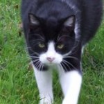 Profile picture of acatlover