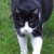 Profile picture of acatlover