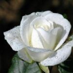 Profile picture of Dorothy (White Rose Auctions)
