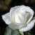 Profile picture of Dorothy (White Rose Auctions)