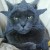 Profile picture of Aquiltmaven (KAREN)